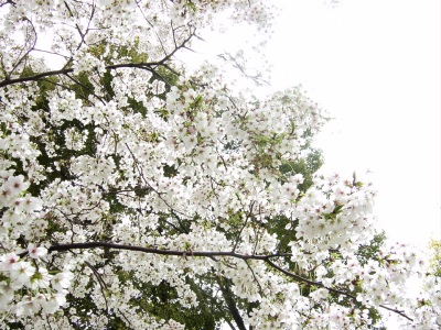 初桜